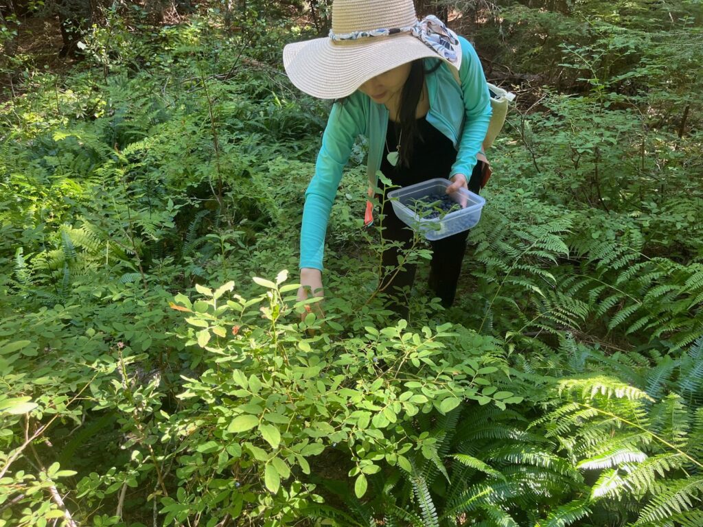 chef mia picking wild huckleberries