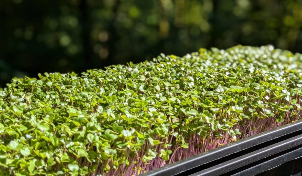 growing radish microgreens