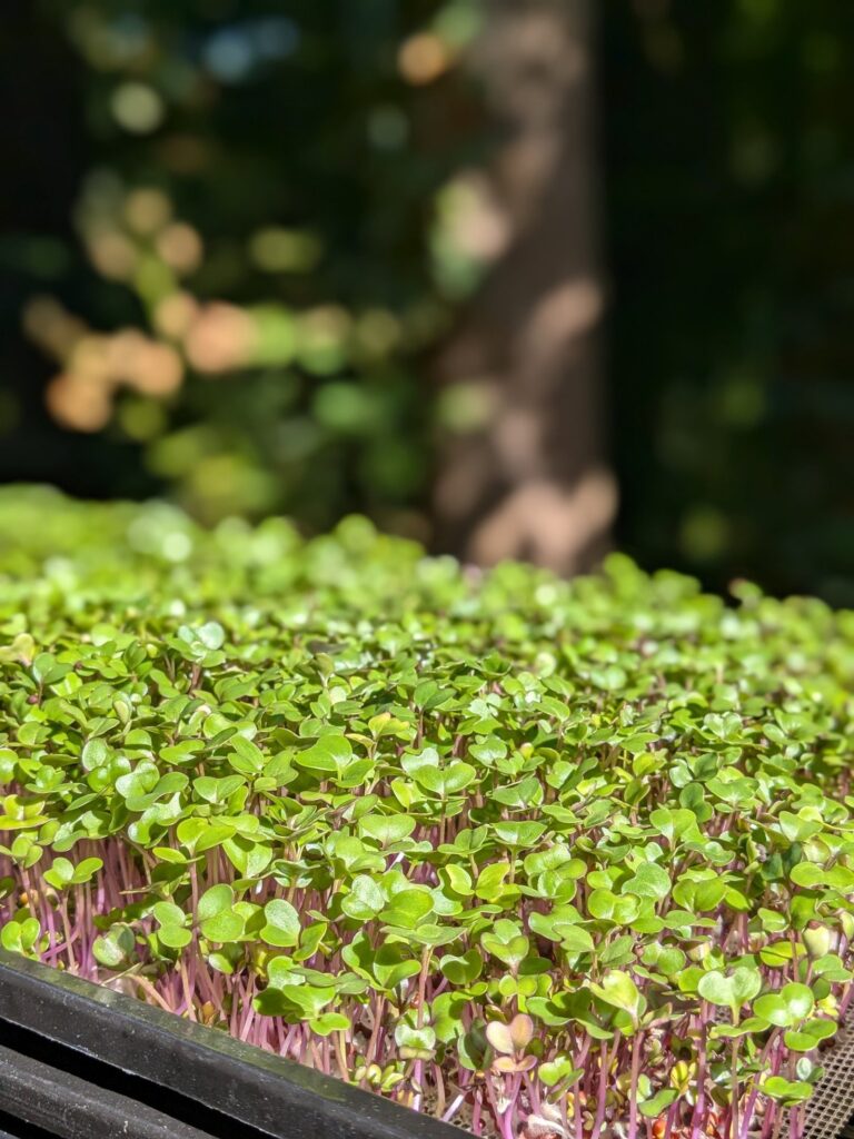 microgreens grown on my farm